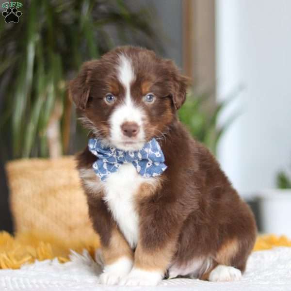 Roma, Miniature Australian Shepherd Puppy